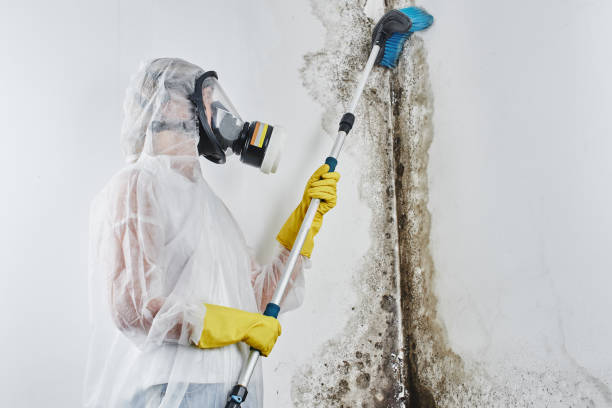 Best Mold Damage Restoration in USA